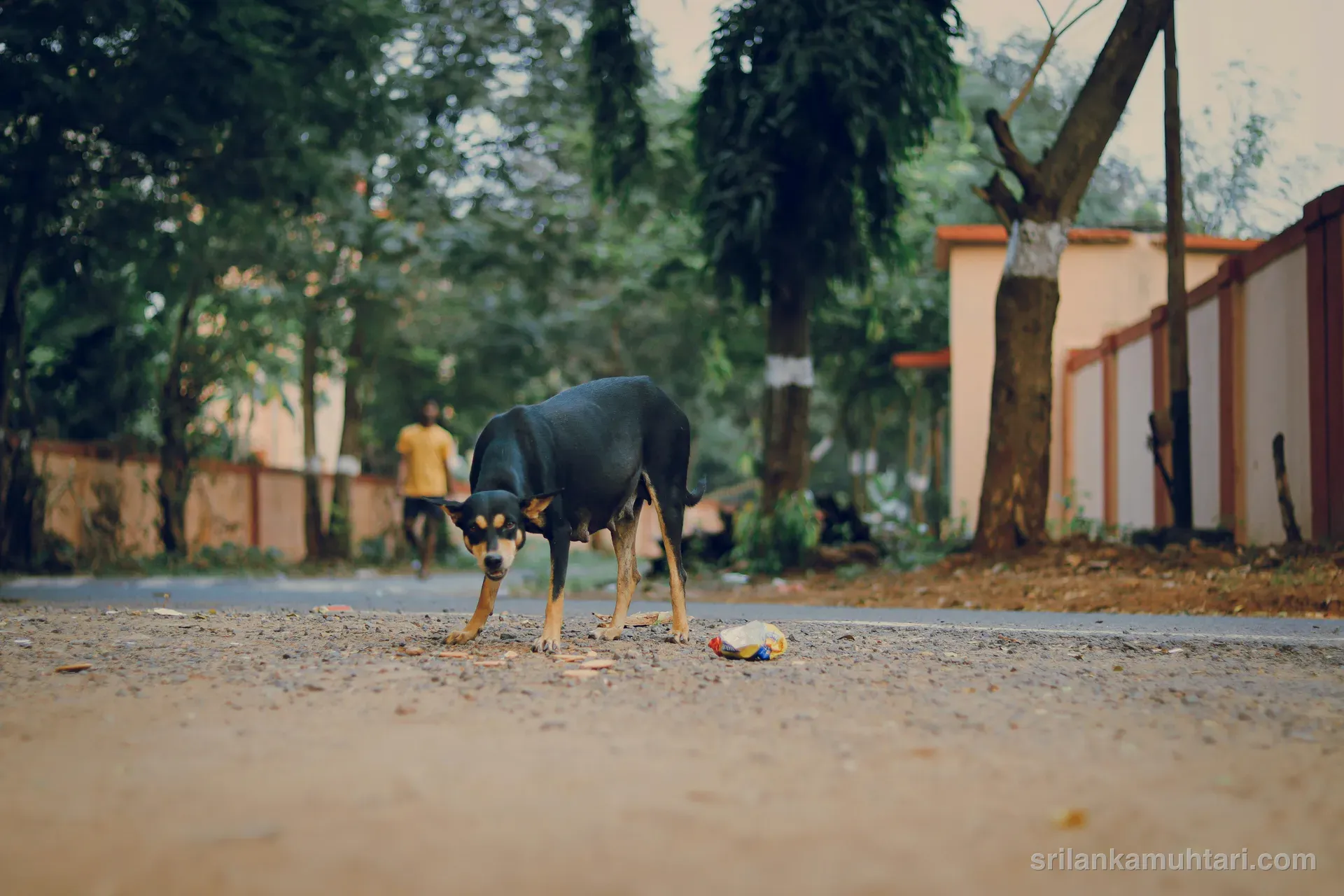 Sri Lanka'da sokak köpekleri yaygındır. Kuduz riskine karşı dikkatli olun.